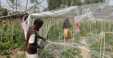 লাখাইয়ে টমেটো চাষাবাদে সফলতার আশা চাষী আকছির মিয়ার