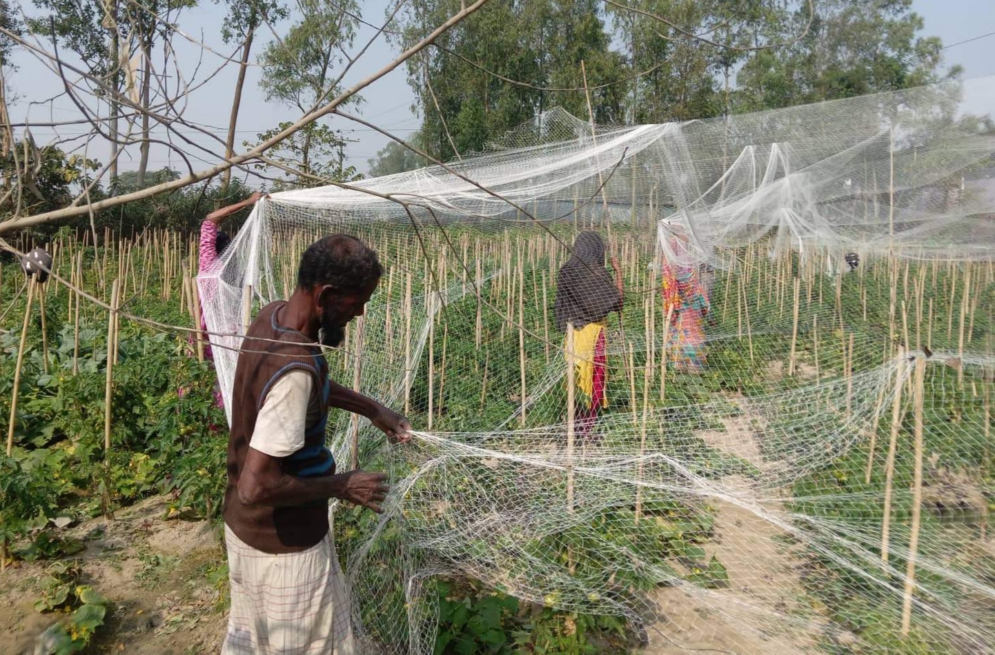 লাখাইয়ে টমেটো চাষাবাদে সফলতার আশা চাষী আকছির মিয়ার