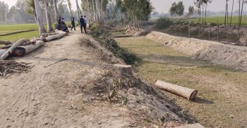 পলাশবাড়ীতে নামমাত্র মূল্যে গাছ বিক্রির অভিযোগ ইউপি চেয়ারম্যানের বিরুদ্ধে