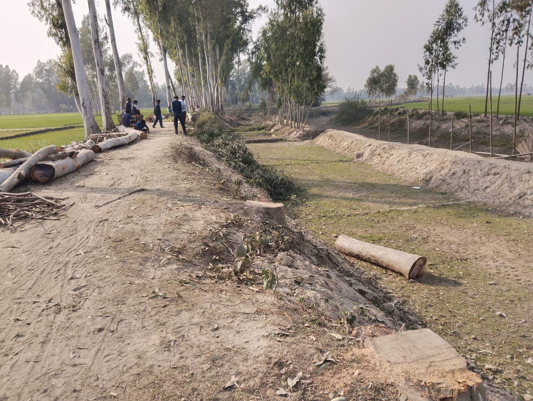 পলাশবাড়ীতে নামমাত্র মূল্যে গাছ বিক্রির অভিযোগ ইউপি চেয়ারম্যানের বিরুদ্ধে 