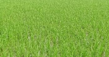 লাখাইয়ে হাওরের মাঠে কৃষকদের কষ্টের রোপিত চারা উঁকি দিচ্ছে সোনালী স্বপ্নে