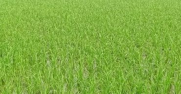 লাখাইয়ে হাওরের মাঠে কৃষকদের কষ্টের রোপিত চারা উঁকি দিচ্ছে সোনালী স্বপ্নে