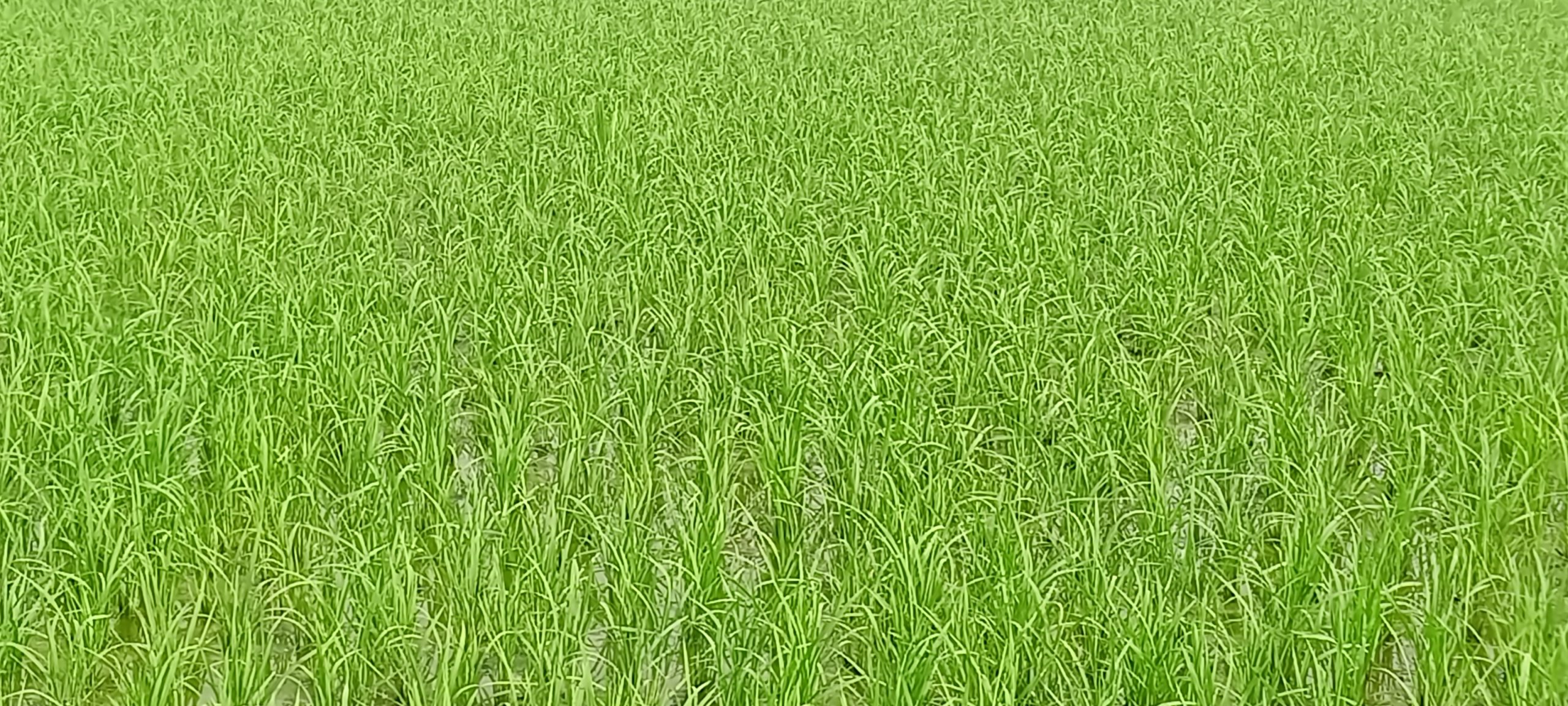 লাখাইয়ে হাওরের মাঠে কৃষকদের কষ্টের রোপিত চারা উঁকি দিচ্ছে সোনালী স্বপ্নে