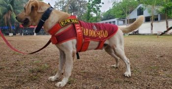 বীরত্বপূর্ণ পদক পাচ্ছে র্যাবের ডগ স্কোয়াডের কুকুর