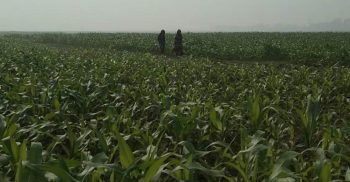 লাখাইয়ে গো-চারন ভুমিতে ভুট্টা চাষে বিপ্লবের আশার আলো