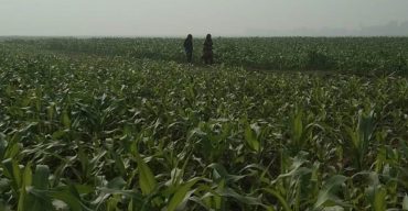 লাখাইয়ে গো-চারন ভুমিতে ভুট্টা চাষে বিপ্লবের আশার আলো