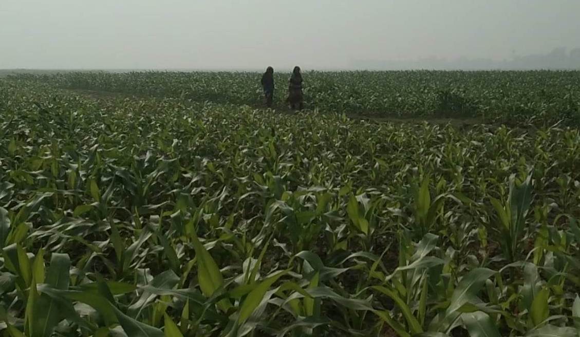 লাখাইয়ে গো-চারন ভুমিতে ভুট্টা চাষে বিপ্লবের আশার আলো