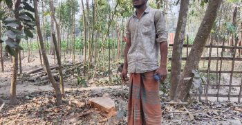 পলাশবাড়ীতে জোরপূর্বক গাছ কর্তনের অভিযোগ