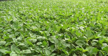 লাখাইয়ে ডাঁটাশাক চাষে সফলতার মুখ দেখছেন সব্জি চাষি শাজাহান