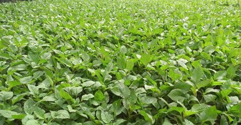 লাখাইয়ে ডাঁটাশাক চাষে সফলতার মুখ দেখছেন সব্জি চাষি শাজাহান