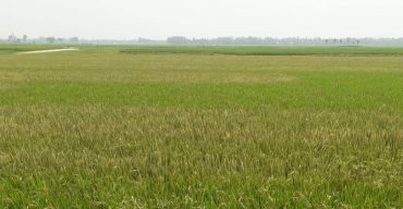 লাখাইয়ে বিষ ছিটিয়ে ৫ বিঘা জমির উঠতি বোর ফসল জ্বালিয়ে দিয়েছে দূর্বৃত্তরা