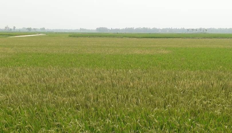 লাখাইয়ে বিষ ছিটিয়ে ৫ বিঘা জমির উঠতি বোর ফসল জ্বালিয়ে দিয়েছে দূর্বৃত্তরা