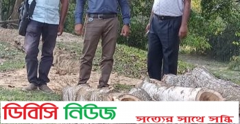 বাহুবলে এসিল্যন্ড রুহুল আমিনের নির্দেশে সরকারি গাছ উদ্ধার
