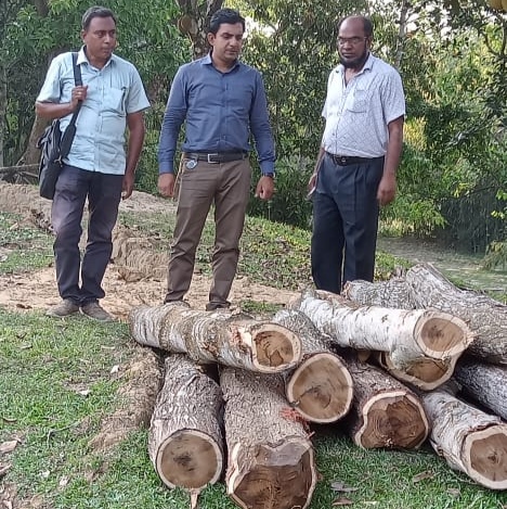 বাহুবলে এসিল্যন্ড রুহুল আমিনের নির্দেশে সরকারি গাছ উদ্ধার