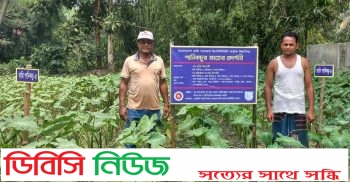 লাখাইয়ে পানিকচু চাষে লাভবানের আশা চাষী শাহজাহান