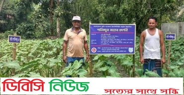 লাখাইয়ে পানিকচু চাষে লাভবানের আশা চাষী শাহজাহান