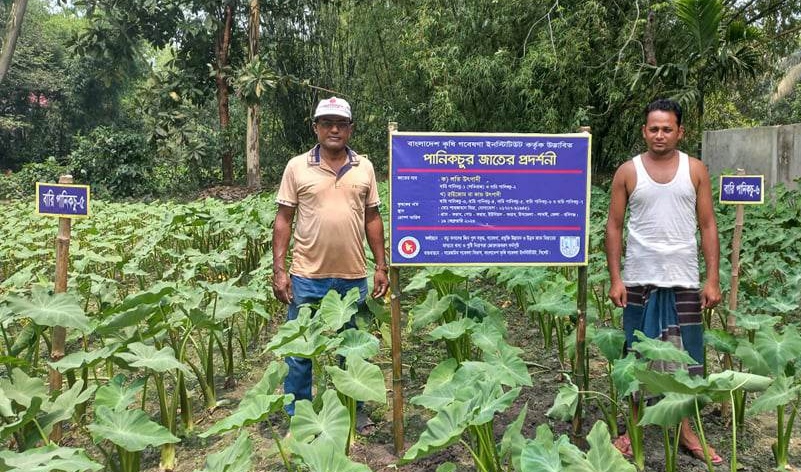 লাখাইয়ে পানিকচু চাষে লাভবানের আশা চাষী শাহজাহান