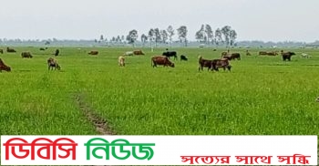 লাখাইয়ে বৃষ্টি ও বর্ষার পানির অভাবে আমন জমি গোঁ চারনে পরিণত