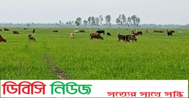 লাখাইয়ে বৃষ্টি ও বর্ষার পানির অভাবে আমন জমি গোঁ চারনে পরিণত