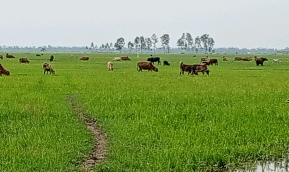 লাখাইয়ে বৃষ্টি ও বর্ষার পানির অভাবে আমন জমি গোঁ চারনে পরিণত