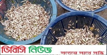 লাখাইয়ে ভরাবর্ষা মৌসুমে মাছের আকাল