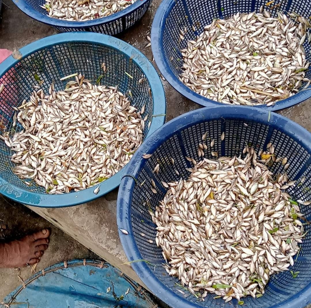 লাখাইয়ে ভরাবর্ষা মৌসুমে মাছের আকাল