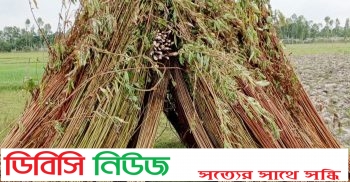 সুন্দরগঞ্জে পাট পচাঁনো নিয়ে বিপাকে চাষিরা