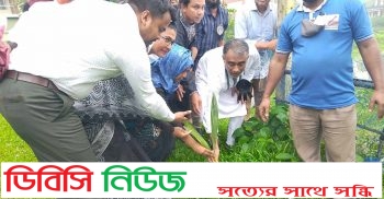 লাখাইয়ে বাপার উদ্যোগে বজ্রপাত থেকে রক্ষায় তালের চারা রোপন শুরু