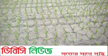 গোবিন্দগঞ্জে ৩১ হাজার ৬ শত ৬০ হেক্টর জমিতে রোপাআমন চাষে লক্ষ মাত্রা নির্ধারণ