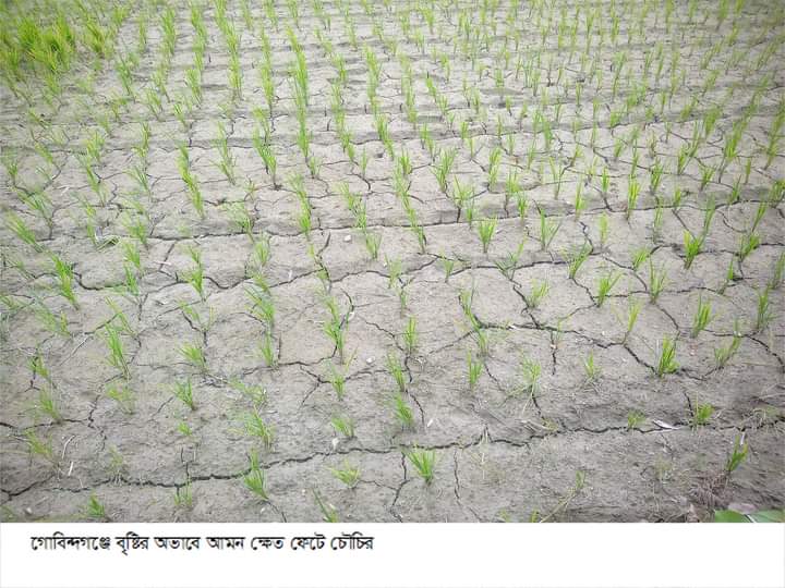 গোবিন্দগঞ্জে ৩১ হাজার ৬ শত ৬০ হেক্টর জমিতে রোপাআমন চাষে লক্ষ মাত্রা নির্ধারণ 