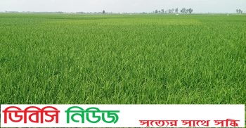 লাখাইয়ে রোপা আমন ধান চাষে বাম্পার ফলন, অর্জন ৪৯০০ হেক্টর জমি