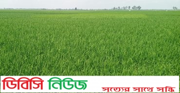 লাখাইয়ে রোপা আমন ধান চাষে বাম্পার ফলন, অর্জন ৪৯০০ হেক্টর জমি