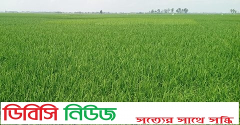লাখাইয়ে রোপা আমন ধান চাষে বাম্পার ফলন, অর্জন ৪৯০০ হেক্টর জমি