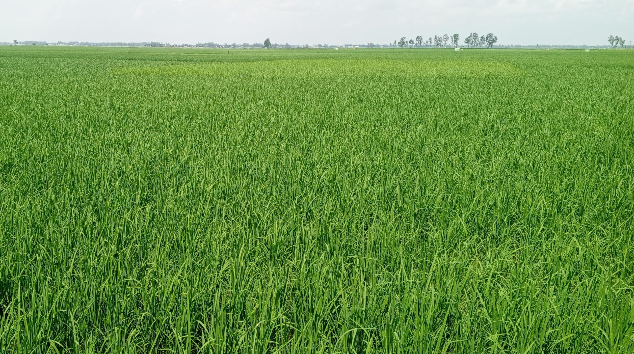 লাখাইয়ে রোপা আমন ধান চাষে বাম্পার ফলন, অর্জন ৪৯০০ হেক্টর জমি