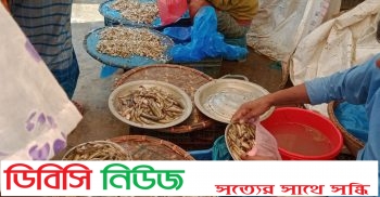 লাখাইয়ে বিলুপ্তির পথে দেশী জাতের মাছ, অবৈধ জালে পোনা নিধন, প্রশাসন নির্বিকার