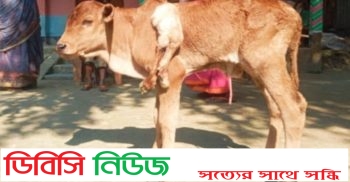 গাইবান্ধায় ৬ পা বিশিষ্ট বাছুরের জন্ম, দেখতে উৎসুক জনতার ভীড়