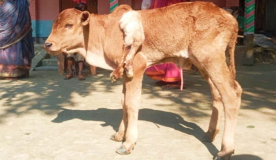 গাইবান্ধায় ৬ পা বিশিষ্ট বাছুরের জন্ম, দেখতে উৎসুক জনতার ভীড়