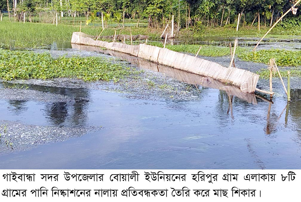 পানি নিষ্কাশন পথে প্রতিবন্ধকতা উঠতি আমন ফসল ক্ষতির মুখে