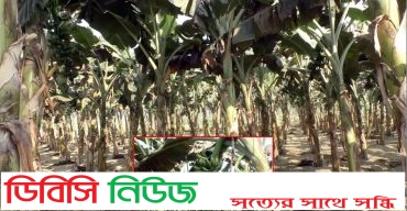 গাইবান্ধায় কলা চাষে সোনালী হাসি বাম্পার ফলনে মুখে হাসি কৃষকের