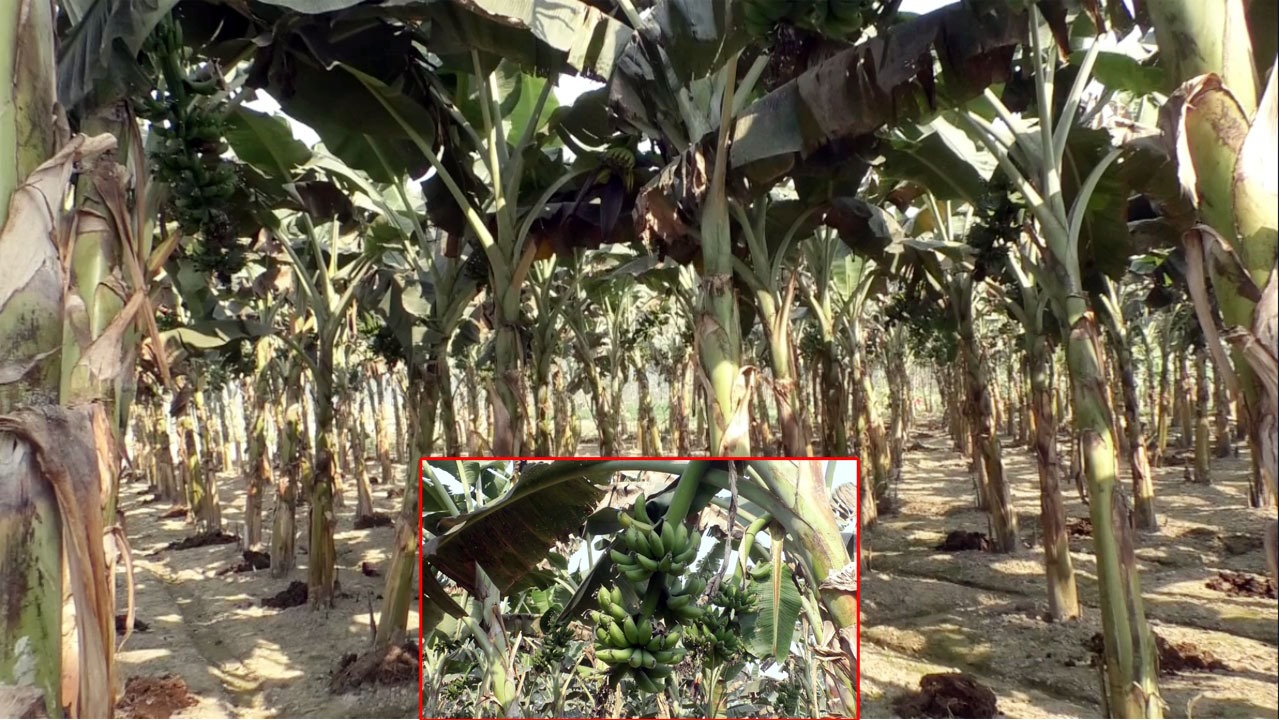 গাইবান্ধায় কলা চাষে সোনালী হাসি বাম্পার ফলনে মুখে হাসি কৃষকের