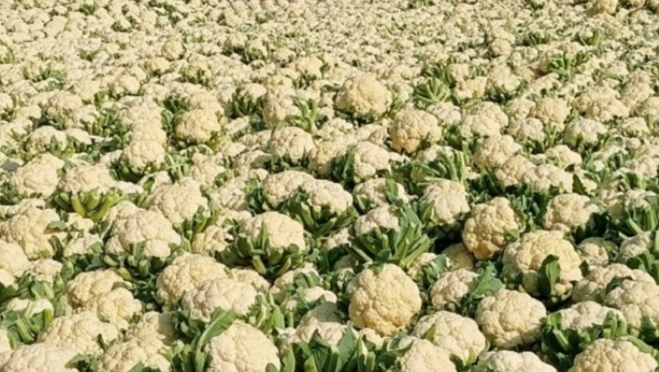 ফুলকপি প্রতি কেজি ২ টাকা