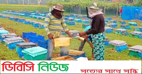 নাসিরনগরে সরিষা ফুলের মৌচাষে, মধু সংগ্রহে ব্যস্ত মৌচাষীরা